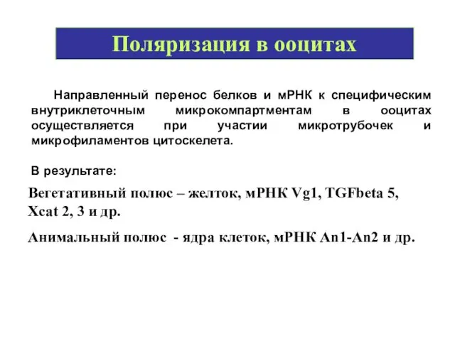 Поляризация в ооцитах Вегетативный полюс – желток, мРНК Vg1, TGFbeta