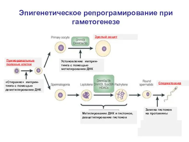 Эпигенетическое репрограмирование при гаметогенезе Зрелый ооцит Сперматозоид Замена гистонов на