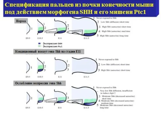 Экспрессия SHH Экспрессия Ptc1