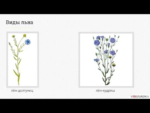 Виды льна лён-долгунец лён-кудряш