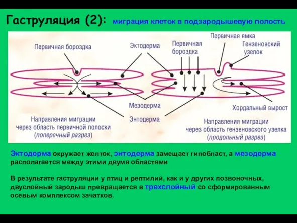 Гаструляция (2): миграция клеток в подзародышевую полость Эктодерма окружает желток,