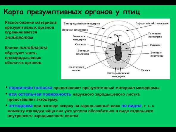 Карта презумптивных органов у птиц Расположение материала презумптивных органов ограничивается