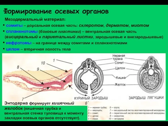 Формирование осевых органов Мезодермальный материал: сомиты – дорсальная осевая часть: