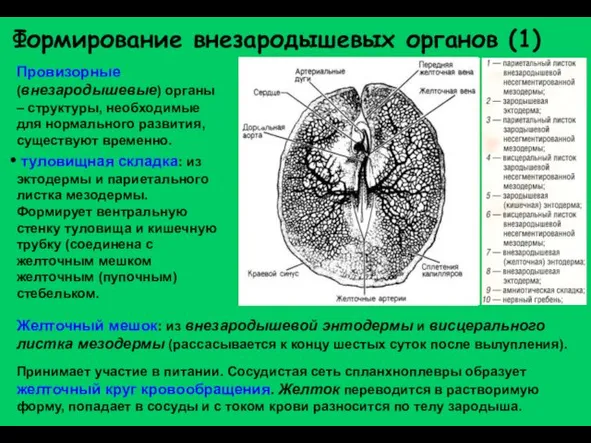 Формирование внезародышевых органов (1) Провизорные (внезародышевые) органы – структуры, необходимые