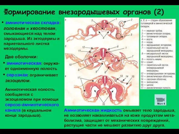 Формирование внезародышевых органов (2) амниотическая складка: головная и хвостовая, смыкающиеся