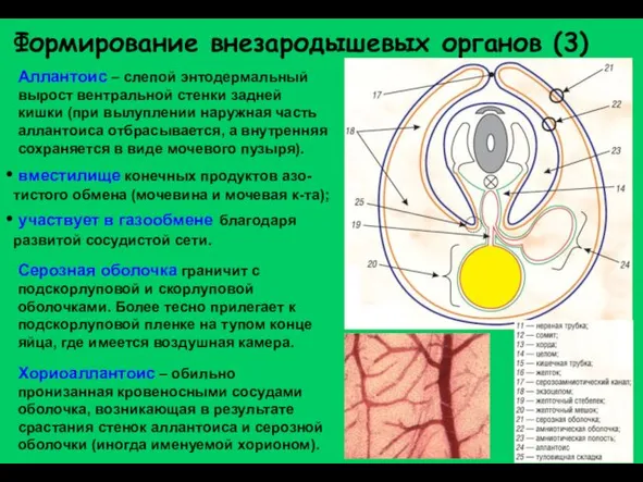 Формирование внезародышевых органов (3) Аллантоис – слепой энтодермальный вырост вентральной