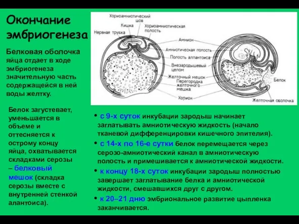 Окончание эмбриогенеза Белковая оболочка яйца отдает в ходе эмбриогенеза значительную