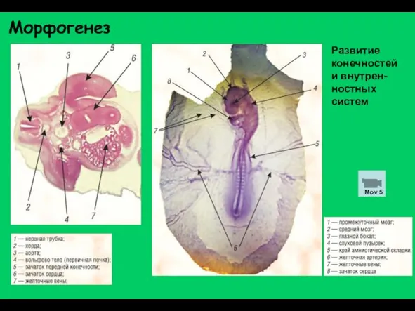 Морфогенез Развитие конечностей и внутрен-ностных систем