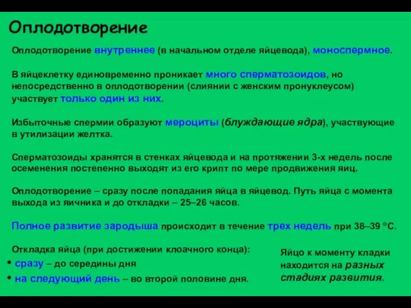 Оплодотворение Оплодотворение внутреннее (в начальном отделе яйцевода), моноспермное. В яйцеклетку