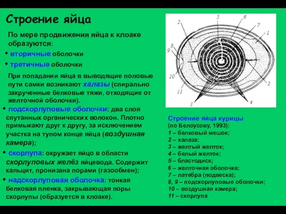 Строение яйца По мере продвижения яйца к клоаке образуются: вторичные