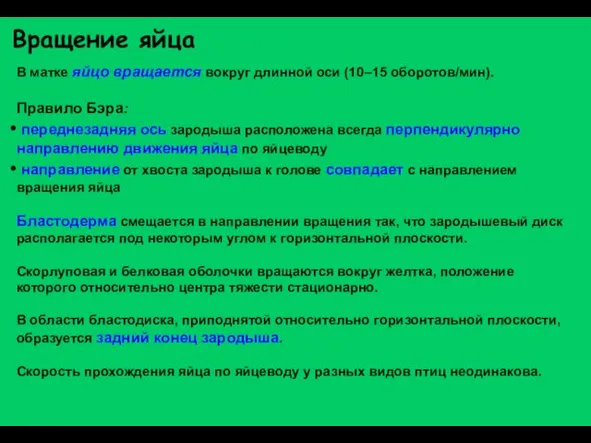 Вращение яйца В матке яйцо вращается вокруг длинной оси (10–15