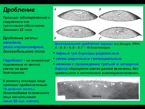 Дробление Проходят одновременно с окружением его третичными оболочками. Занимает 22