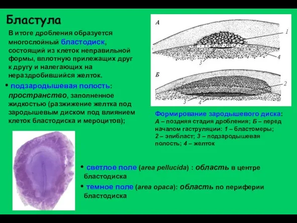 Бластула В итоге дробления образуется многослойный бластодиск, состоящий из клеток