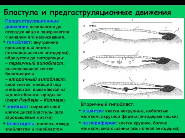 Бластула и предгаструляционные движения Предгаструляционные движения начинаются до откладки яйца