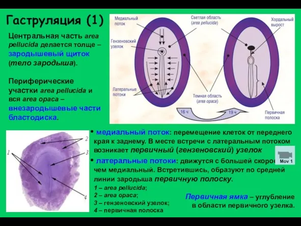 Гаструляция (1) Центральная часть area pellucida делается толще – зародышевый