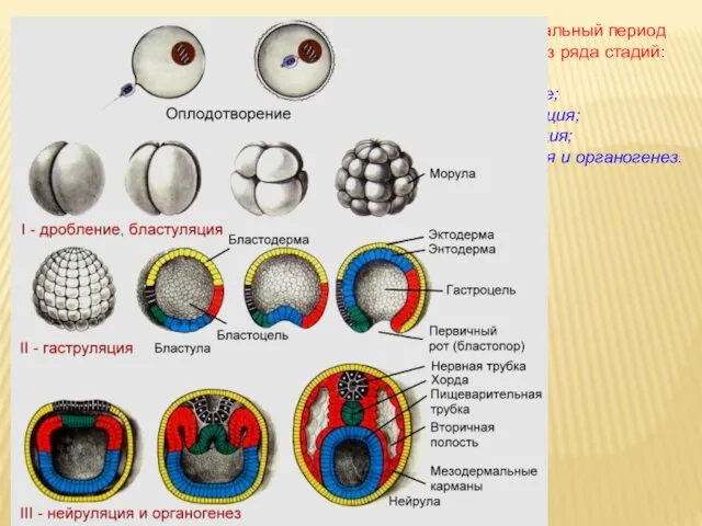 Эмбриональный период состоит из ряда стадий: дробление; бластуляция; 2) гаструляция; 3) нейруляция и органогенез.