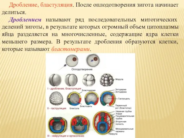 Дробление, бластуляция. После оплодотворения зигота начинает делиться. Дроблением называют ряд последовательных митотических делений