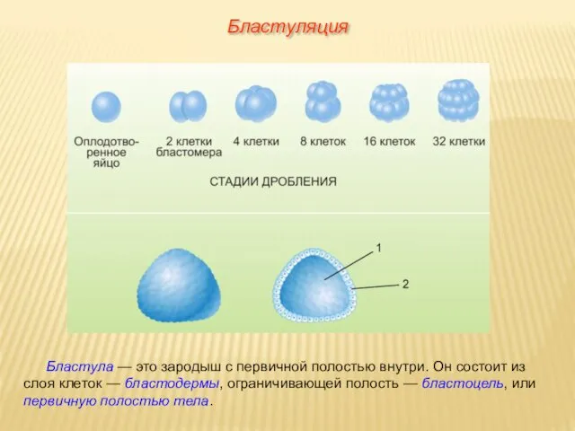 Бластула — это зародыш с первичной полостью внутри. Он состоит