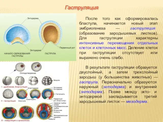 Гаструляция После того как сформировалась бластула, начинается новый этап эмбриогенеза — гаструляция (образование