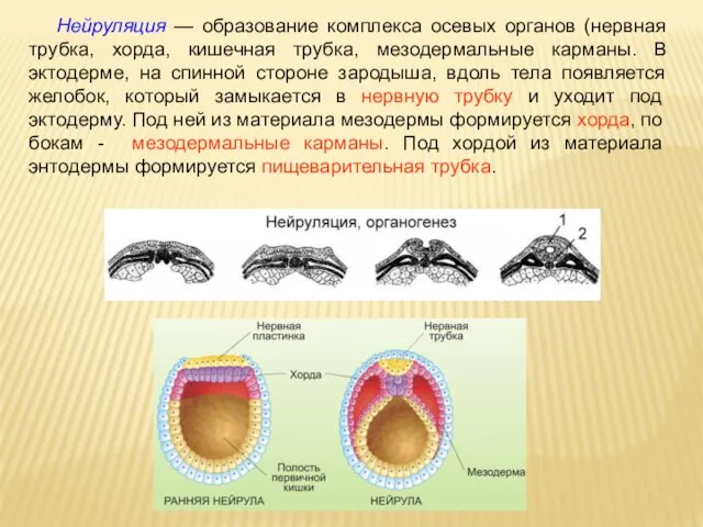 Нейруляция — образование комплекса осевых органов (нервная трубка, хорда, кишечная трубка, мезодермальные карманы.