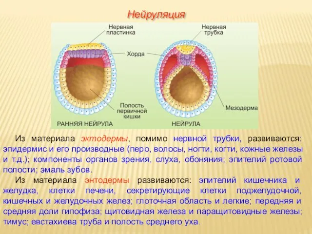 Из материала эктодермы, помимо нервной трубки, развиваются: эпидермис и его производные (перо, волосы,