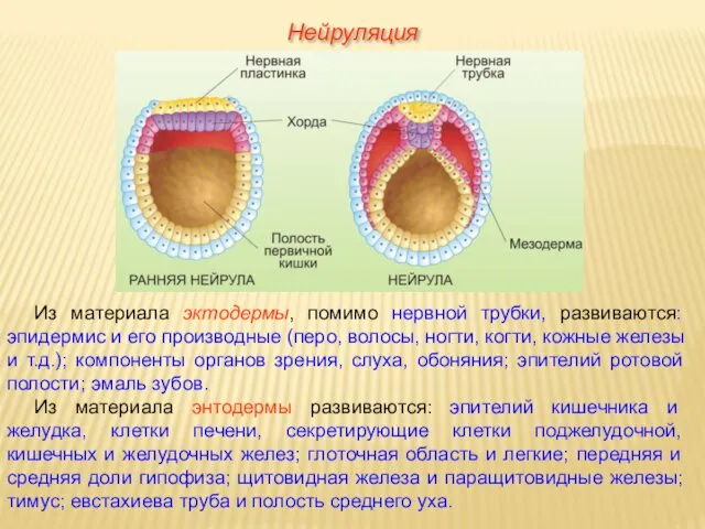 Из материала эктодермы, помимо нервной трубки, развиваются: эпидермис и его