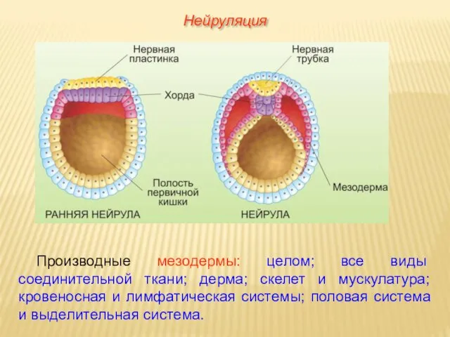 Нейруляция Производные мезодермы: целом; все виды соединительной ткани; дерма; скелет и мускулатура; кровеносная