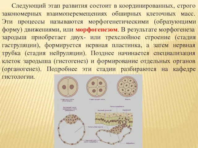 Следующий этап развития состоит в координированных, строго закономерных взаимоперемещениях обширных клеточных масс. Эти