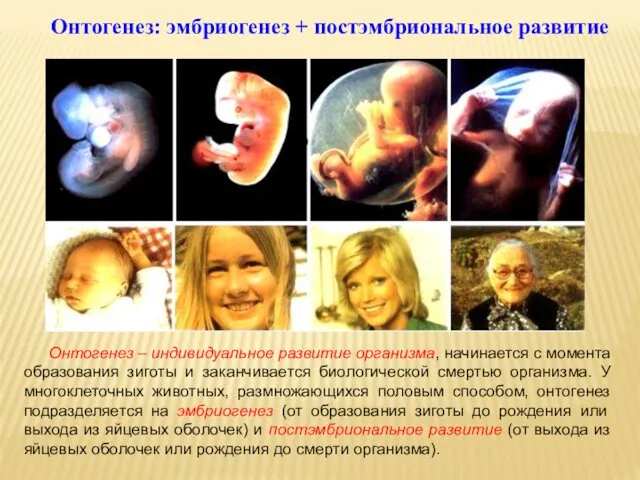 Онтогенез: эмбриогенез + постэмбриональное развитие Онтогенез – индивидуальное развитие организма, начинается с момента