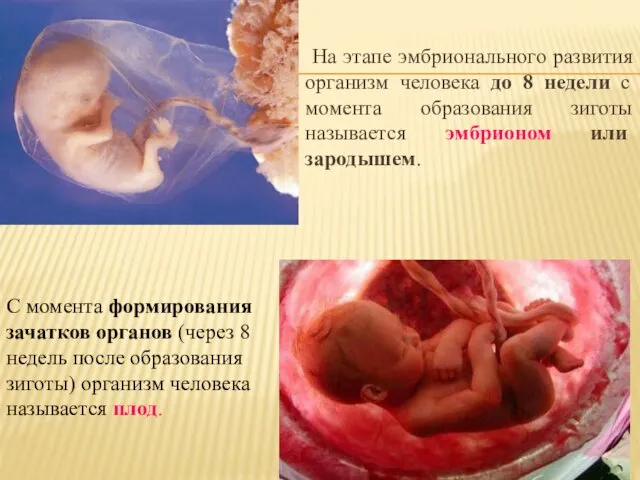 На этапе эмбрионального развития организм человека до 8 недели с момента образования зиготы