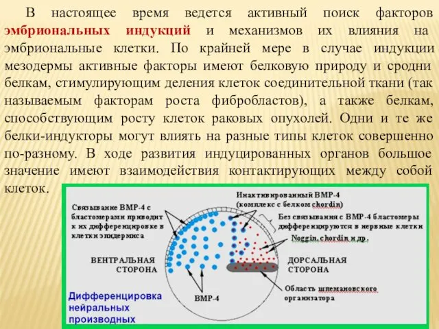 В настоящее время ведется активный поиск факторов эмбриональных индукций и механизмов их влияния