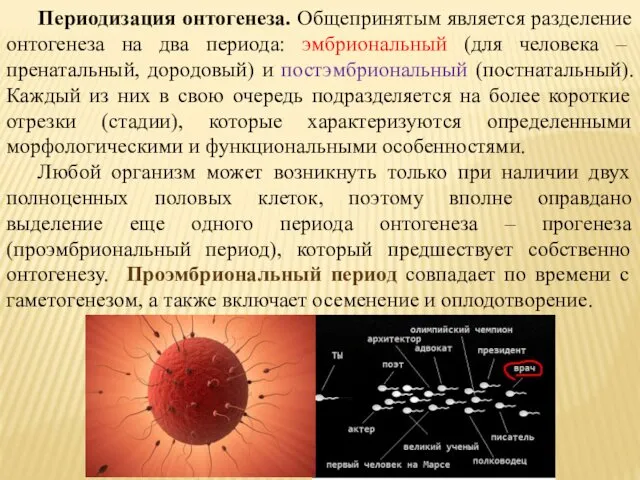 Периодизация онтогенеза. Общепринятым является разделение онтогенеза на два периода: эмбриональный