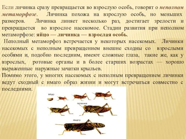 Если личинка сразу превращается во взрослую особь, говорят о неполном метаморфозе. Личинка похожа