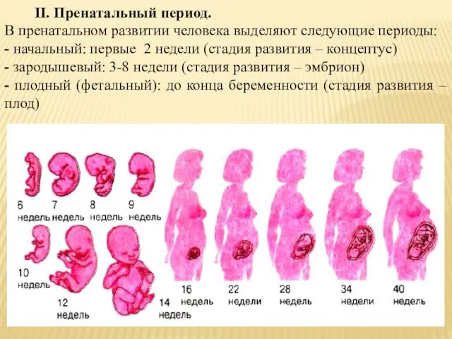 II. Пренатальный период. В пренатальном развитии человека выделяют следующие периоды: - начальный: первые