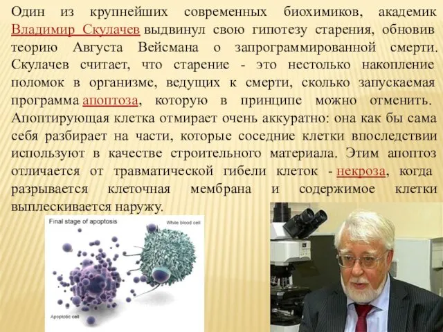 Один из крупнейших современных биохимиков, академик Владимир Скулачев выдвинул свою