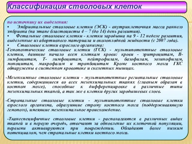 Классификация стволовых клеток по источнику их выделения: • Эмбриональные стволовые клетки (ЭСК) -