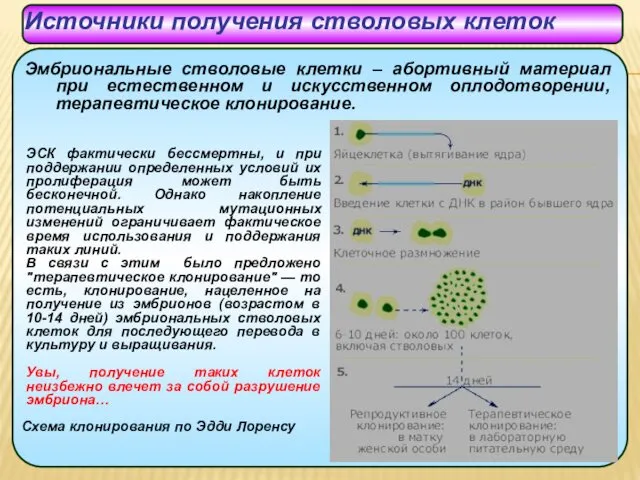 Источники получения стволовых клеток Эмбриональные стволовые клетки – абортивный материал