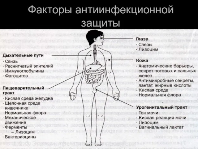 Факторы антиинфекционной защиты