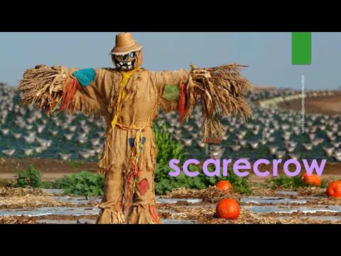 scarecrow yasamansamsami@gmail.com
