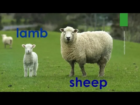 sheep lamb yasamansamsami@gmail.com