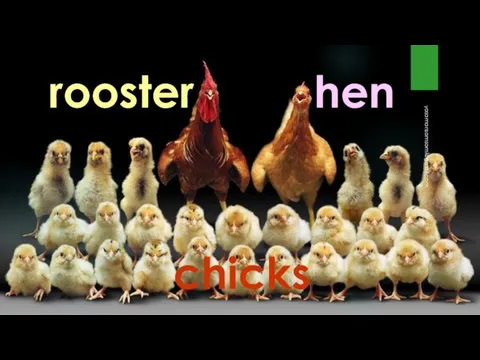 rooster hen chicks yasamansamsami@gmail.com