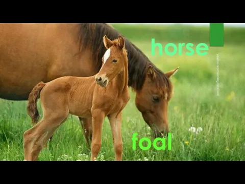 horse foal yasamansamsami@gmail.com