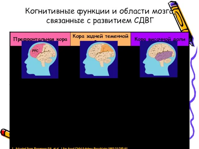 Когнитивные функции и области мозга, связанные с развитием СДВГ PFC