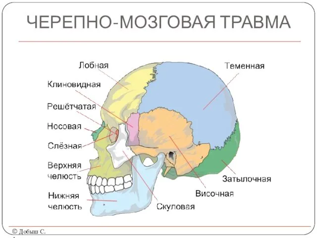 ЧЕРЕПНО-МОЗГОВАЯ ТРАВМА © Добыш С.А.