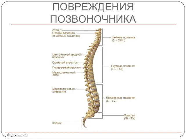 ПОВРЕЖДЕНИЯ ПОЗВОНОЧНИКА © Добыш С.А.