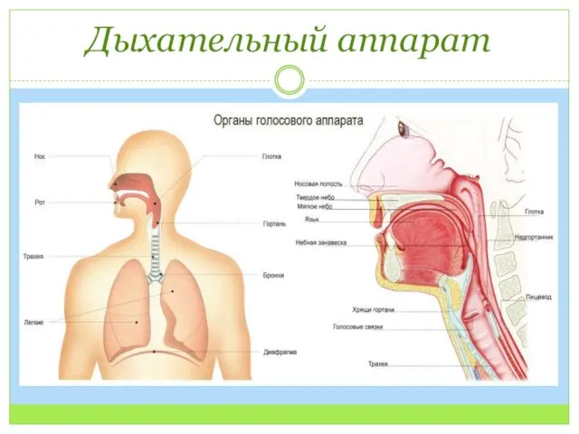 Дыхательный аппарат