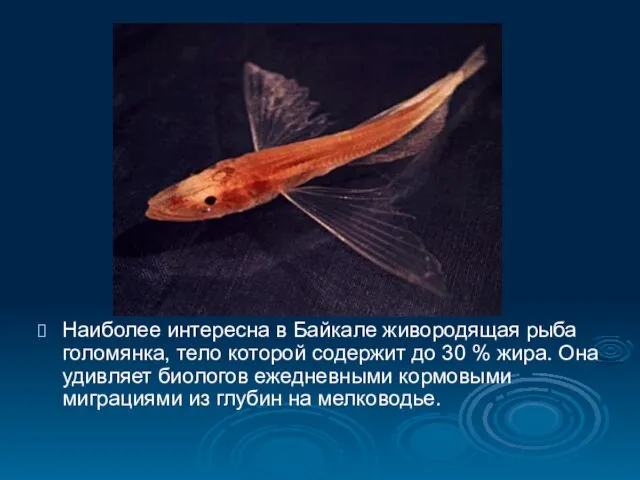 Наиболее интересна в Байкале живородящая рыба голомянка, тело которой содержит