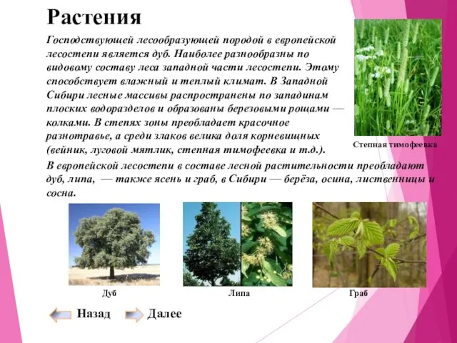 Растения Господствующей лесообразующей породой в европейской лесостепи является дуб. Наиболее