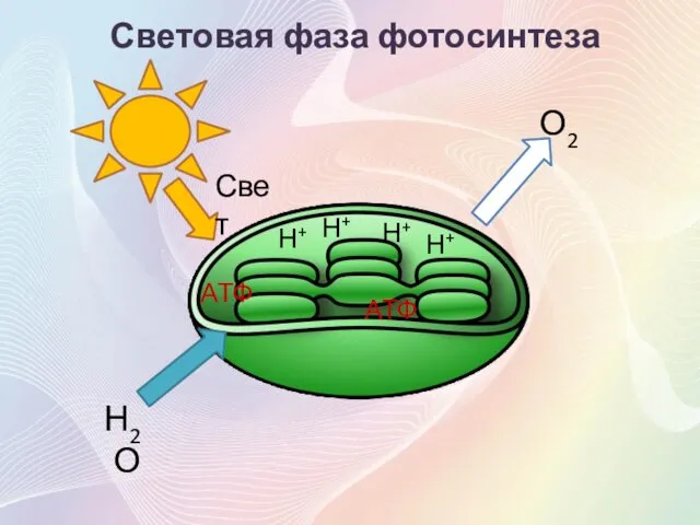 Световая фаза фотосинтеза Свет Н2О О2 Н+ Н+ Н+ Н+ АТФ АТФ