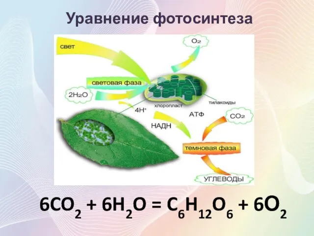 6CO2 + 6H2O = C6H12O6 + 6О2 Уравнение фотосинтеза